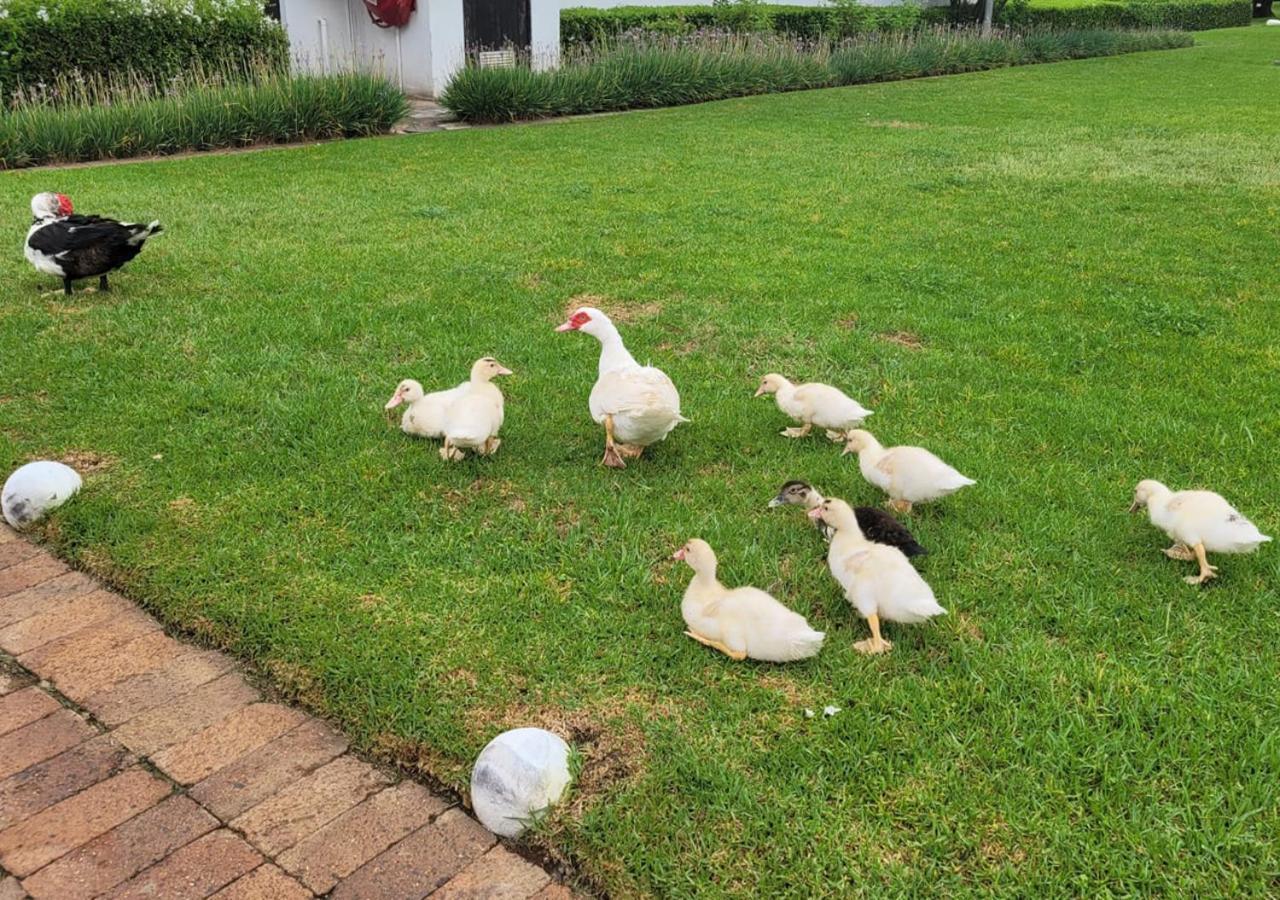 Kievits Kroon Gauteng Wine Estate Pretoria-Noord Extérieur photo